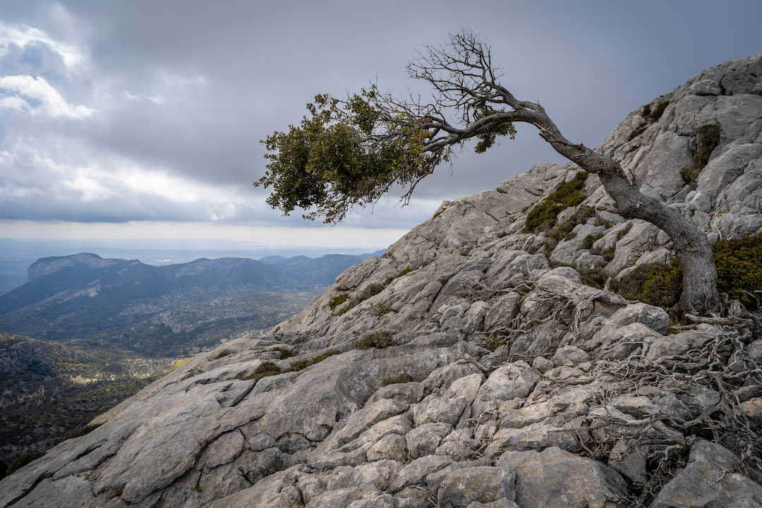 rocky outcrop of a mountain with a gnarled tree growing out from the stones, with a beautiful cloudy mountain scene in the background